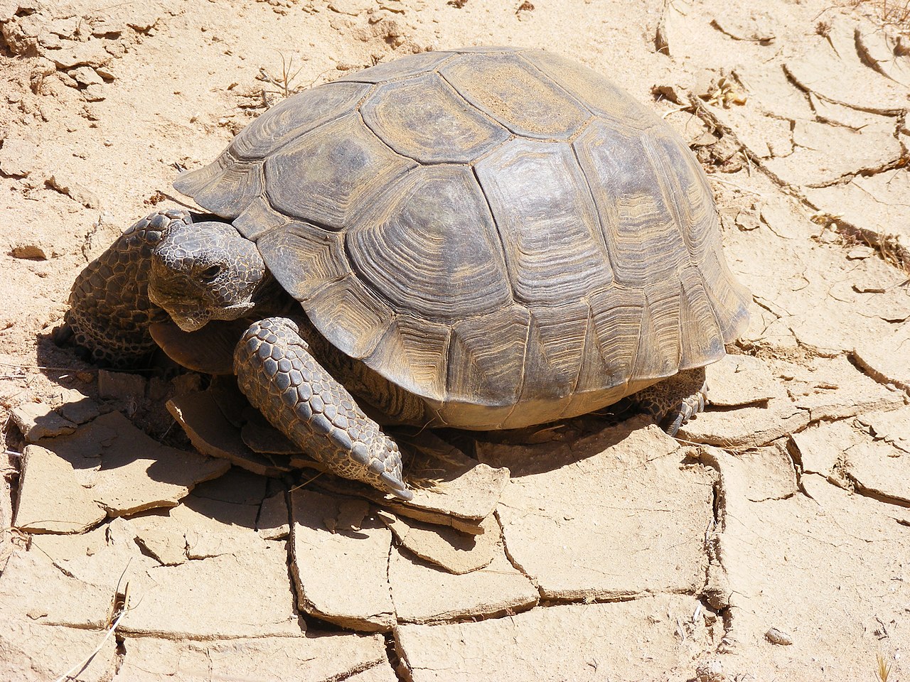 Tortugas, paneles solares y amor en el Mojave: la nueva novela de Claire Vaye Watkins